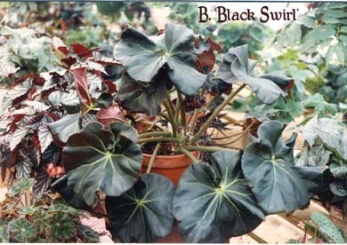 B. ‘Black Swirl’